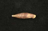 藏品(臺灣仿煙管蝸牛)的圖片